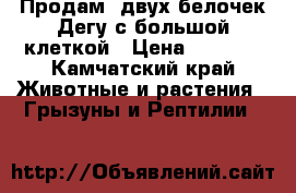 Продам  двух белочек Дегу с большой клеткой › Цена ­ 6 000 - Камчатский край Животные и растения » Грызуны и Рептилии   